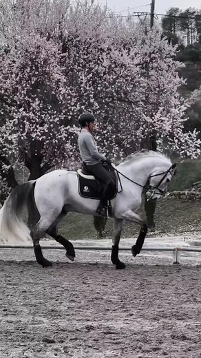 Legendary Dressage Stallion: A Tribute to Totilas