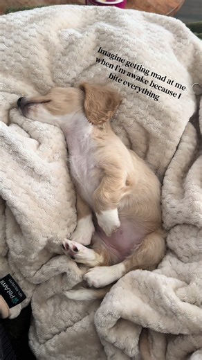 The sweetest sleepy puppy you ever did see. 😴 . #sleepingpuppies #doxiepuppies #tiktokpuppies #puppylove #dogmom