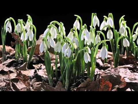 EARLY SPRING snowdrop flower time laps. Sir David Attenborough's opinion