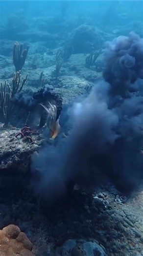 Cuttlefish vs fish … #reelsfypシ #diving #ocean #sealife | Lyda