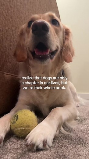 Understanding Our Dogs: They're Our Whole Story
