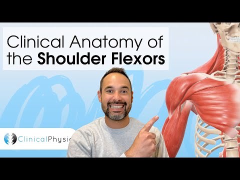 Clinical Anatomy of the Shoulder Flexors | Expert Physio explains using 3D Anatomy Model!