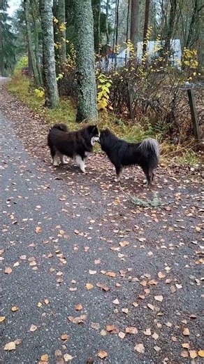 paimensukuinen lapinkoira ja suomalainen lapinkoira