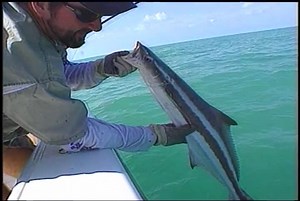 Catching Cobia 101