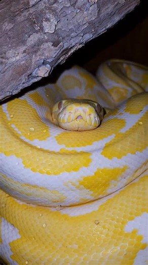 Reptile Garden | Goldie, my white albino tiger, Reticulated Python (Malayopython reticulatus) looking gravid. Things are looking pretty positive and she... | Instagram