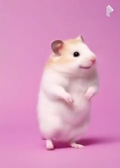 First Trial create hamster menari😆💓