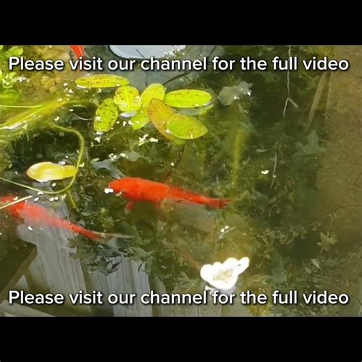A Small Garden Pond with Goldfish #shorts #short