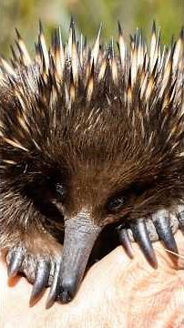 Cool Animal Facts for Kids: The Amazing Long Beaked Echidna! #animaladventures #australiananimals
