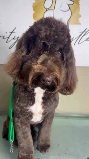 10K views · 358 reactions | Arguably the most common dog we see in...