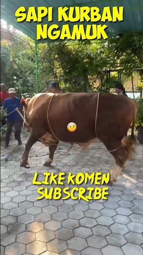 Momen Sapi kurban Ngamuk #shorts #sapiqurbanngamuk #sapingamuk