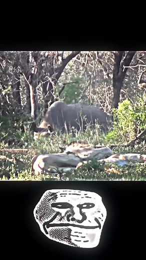 So who is the king of the jungle? #respect