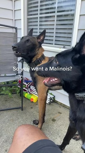 9-Month-Old Belgian Malinois: Extraordinary Moments