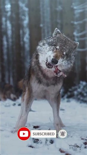 Mystical Power of Wolf Teeth in Magic and Superstition