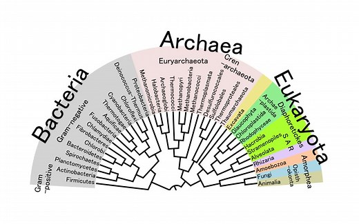 使用MAFFT多序列比对、MEGA进化分析及TBtools结构域可视化【生物信息学】