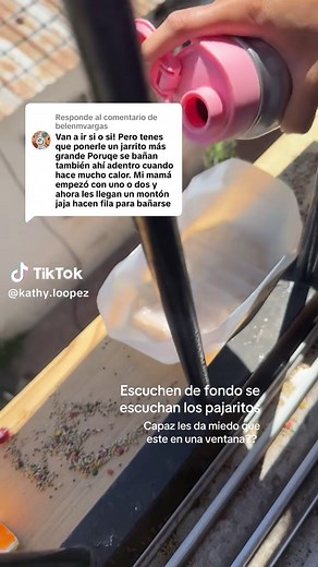 Alimentando a los pajaritos en casa: Consejos prácticos