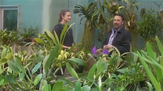 Winter Carnival Orchid Show this weekend