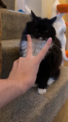 Caring for My Cat During Halloween Preparations