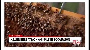 58 reactions | Killer Bee Guy on Reels | Facebook