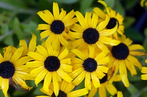 How to Plant Black-Eyed Susans—And Why You'll Fall in Love with Them