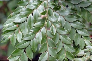 Diospyros buxifolia - Alchetron, The Free Social Encyclopedia