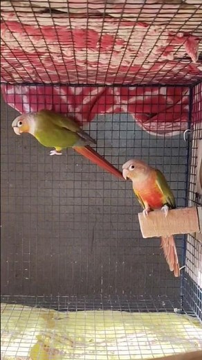 Pineapple Conure #shorts #conure