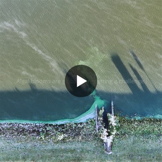 Algal bloom risk doesn’t just appear overnight, the conditions build long before it becomes visible. 🔎 But confirmation often comes once it has already escalated, forcing reactive decisions with… | Kohtari