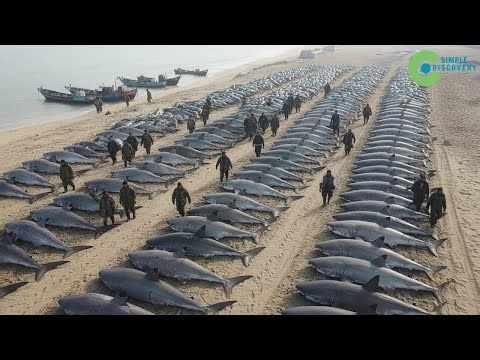 What Happened To The Sharks In The Indian Ocean Shocked The World