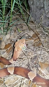 396K views · 2.1K reactions | Copperhead vs Cicada. A fun vid from a few seasons back; posting for the new members to enjoy. Also please be sure to checkout my TikTok page Bamboo Haven (the ranch where the Copperhead Den is located; the ranch is dedicated to many species including reptiles, amphibians, insects, plants but especially birds). https://www.tiktok.com/@bamboo_haven?_t=ZT-8uutnvYcGUM&_r=1 | The Copperhead Den | Facebook