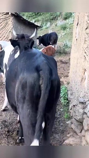 2.4K views · 44 reactions | Cooking Village on Reels | Facebook