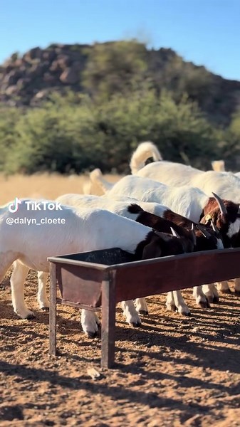 How to Raise Boer Goats: Practical Guide for Farmers