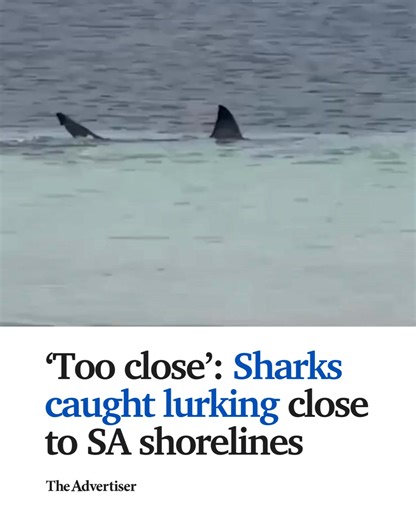 Sharks have been filmed swimming dangerously close to shore at South Australian beaches, with footage showing the predators just metres from swimmers and surfers. 📌 READ MORE: https://bit.ly/4pLZepj | The Advertiser