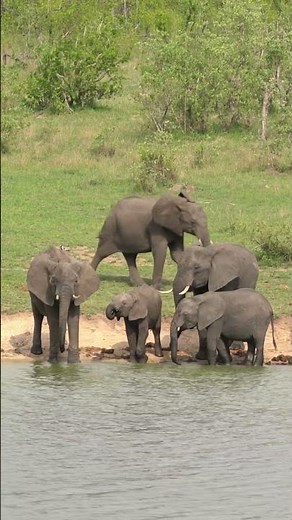 Elephants in Kruger National Park, South Africa.