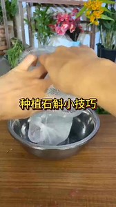 612K views · 4.1K reactions | Today I will teach you how to grow Dendrobium orchids at home. Planting tips. Flowers and green plants. Dendrobium planting. New Year flowers. | Donna Martinez | Facebook