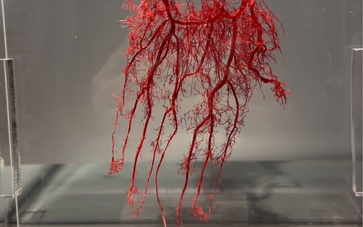 手指出血应该如何有效止血？