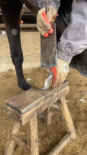 Don't Paddle Away! Too Decompressing | ASMR | Donkey hoof cutting sound | Prince of the Black Donkey&ASMR hoof