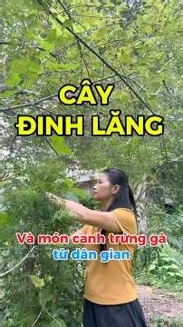 Cây đinh lăng và món canh trứng gà từ dân gian