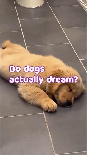 What Your Dog REALLY Dreams About At Night?