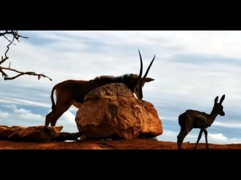 Founders lodge ~ Two beautiful African Antelopes! A Sable and a Rare Melanistic Springbok