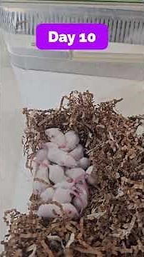 Mouse pup development #AnimalsInResearch
