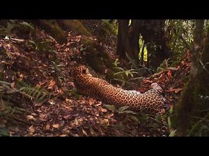 Javan leopard caught on camera trap