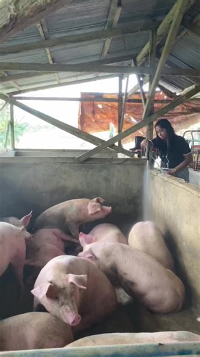 Backyard Farming for Hog Raisers: Essential Showertime Tips