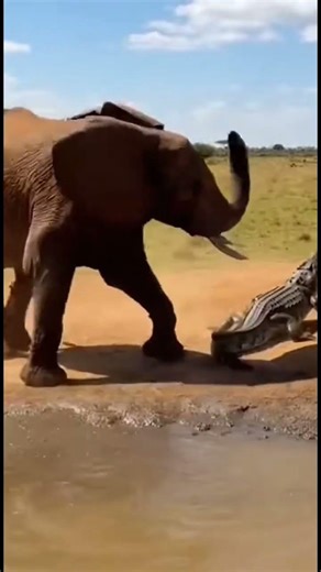 Croc Attacks Baby Elephant! 😱 Viral Shorts 🐊🐘 ワニが子ゾウ襲う！衝撃Shorts मगरमच्छ vs बच्चा हाथी! 😱 वायरल