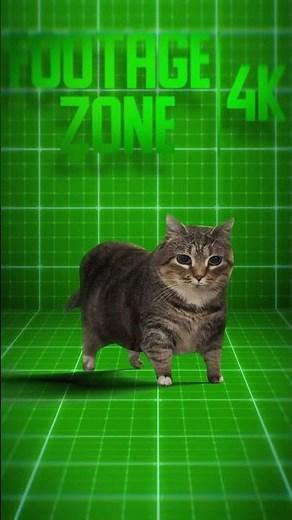OIIAOIIA Spinning Cat Meme - Green Screen 4K #shorts