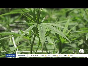 Some companies look to drop marijuana testing for new hires