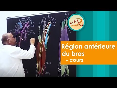 Anatomie de la région antérieure du bras: cours