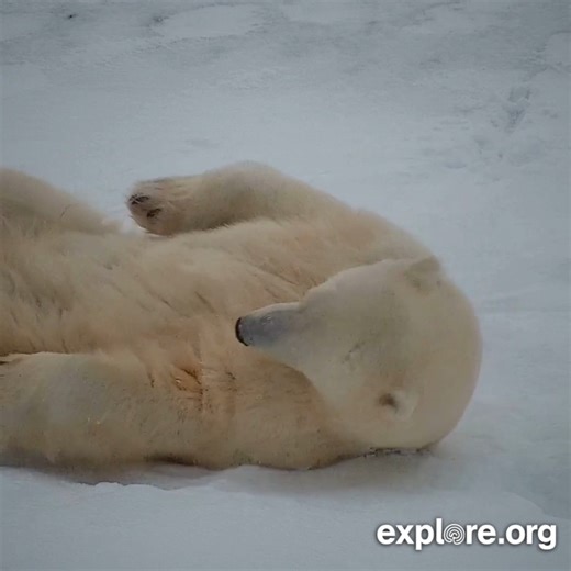 It's the day after Thanksgiving, of course we're gonna sleep in. | explore.org