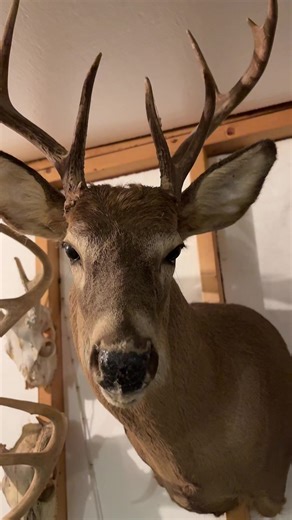 Shot him with my bow less than 10 yards on the ground leaving the stand one eve. He was pawing the ground looking at me crazy I didn’t take no chances he scared me. But I don’t think he was scared of me. I put the quick draw Mcraw on him.