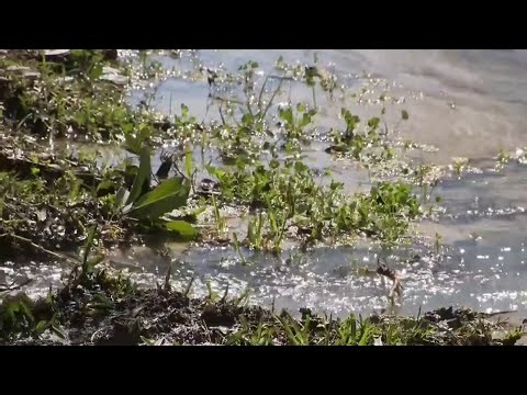 KPRC 2 viewer’s alert leads to action on major Westchase water leak