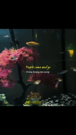 #fyp #aquarium#tropicalfish #calm #peaceful