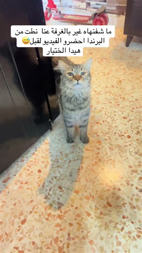 Loulou's Memorable Moments from the Balcony